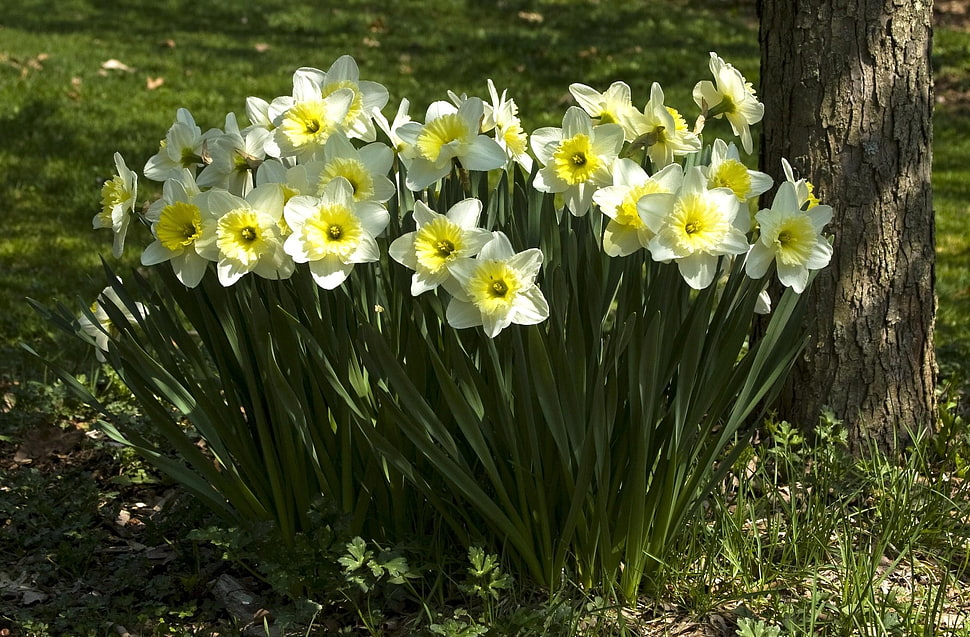 shallow focus photography of yellow and white flowers HD wallpaper