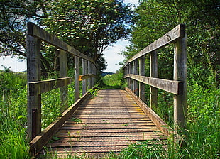 brown wooden bridge surrounded by green grass HD wallpaper