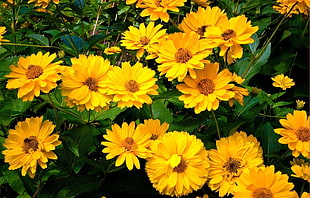 Photo of sunflower HD wallpaper