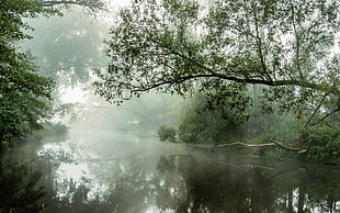 green tree, nature, landscape, river, mist HD wallpaper