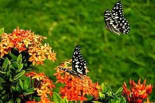 two butterflies above ixora flower close up photo HD wallpaper