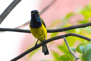yellow, black, and blue bird on tree branch, olive-backed sunbird HD wallpaper