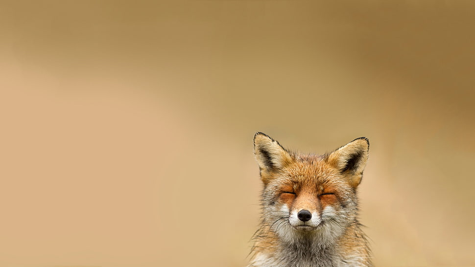 fox in close-up photography HD wallpaper