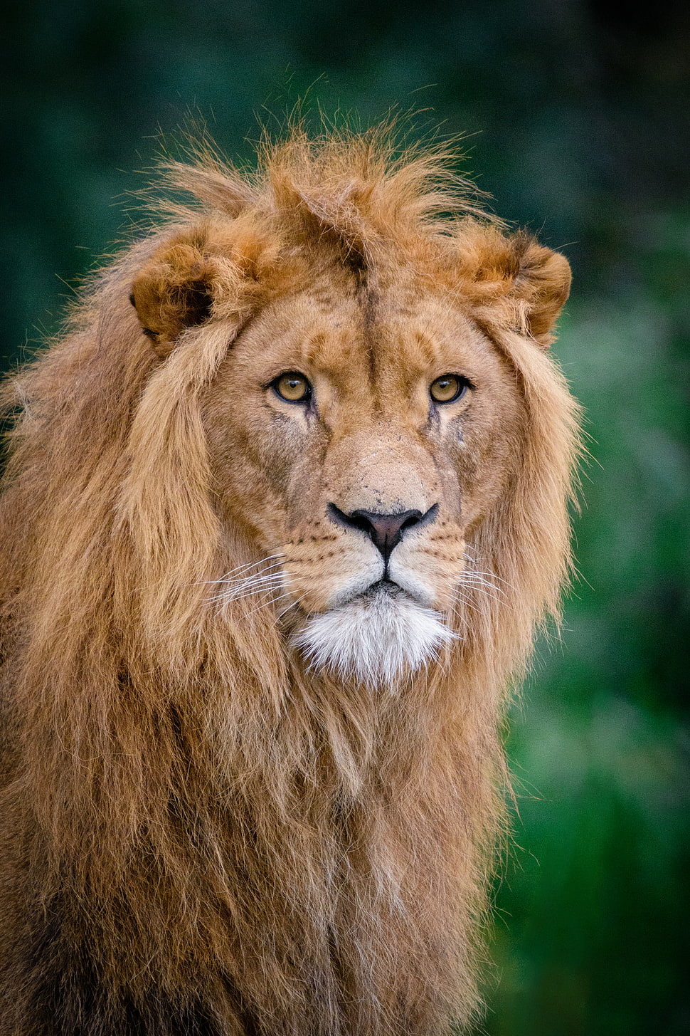 brown lion, Lion, King of beasts, Muzzle HD wallpaper