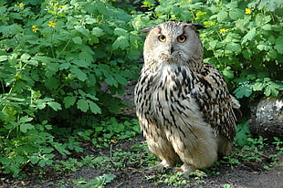 beige and brown owl
