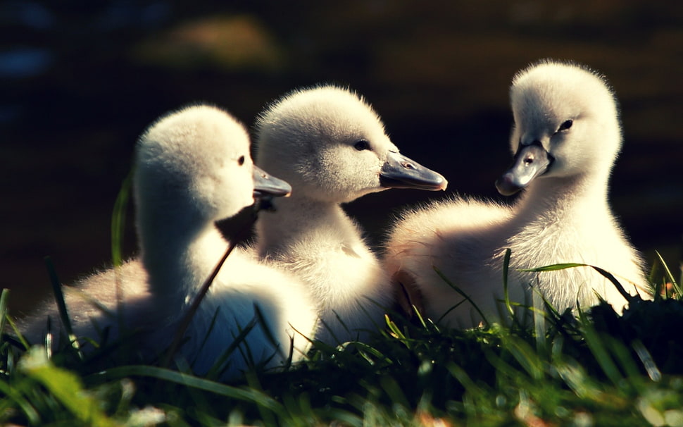 close up photo of three ducklings on grass field HD wallpaper