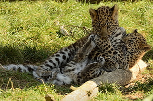 two cheetah cuddling on green grass at daytime HD wallpaper