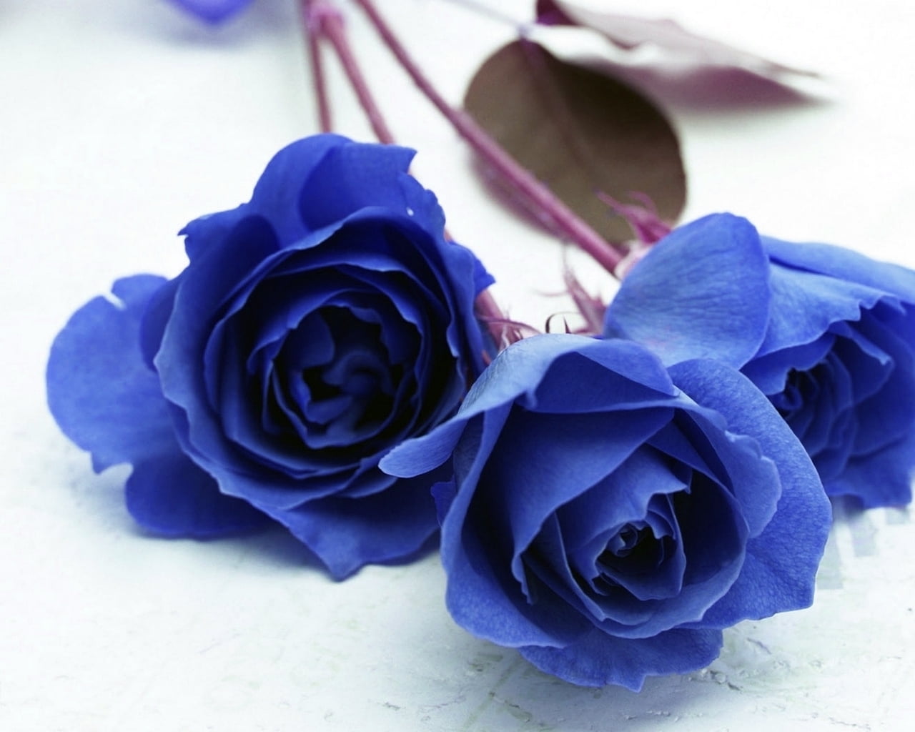 three blue Rose close-up photo