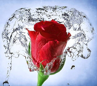 red rose, rose, red flowers, splashes, water HD wallpaper