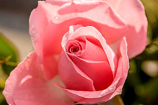 shallow focus photography of pink rose HD wallpaper