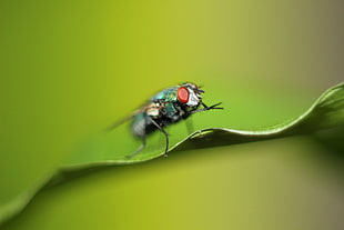 macro photography of green fly on green leaf HD wallpaper