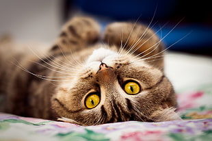 brown tabby cat lying on floral white textile