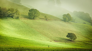 green mountain and trees, nature, landscape, hills, trees