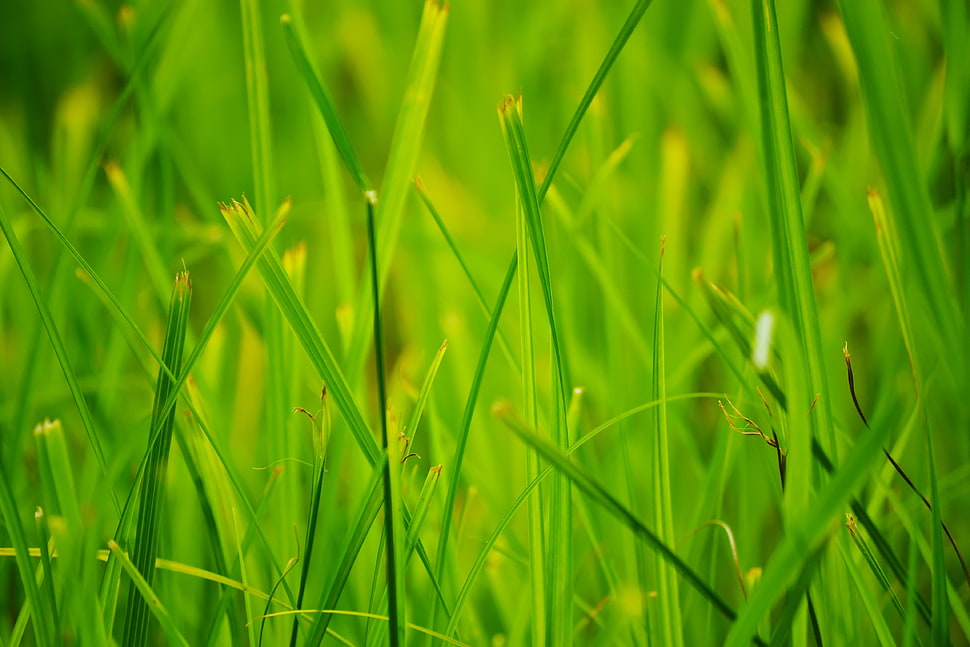 focus photo of green grass HD wallpaper