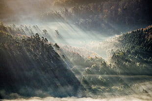 green trees, landscape, nature, forest, mist HD wallpaper