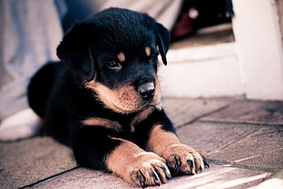 depth of field photography of mahogany Rottweiler puppy lying on gray pavement HD wallpaper