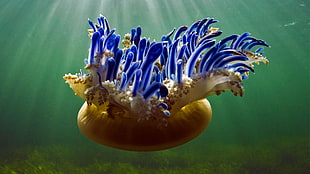 brown and blue jellyfish, Bing, 2017 (Year), animals, jellyfish HD wallpaper