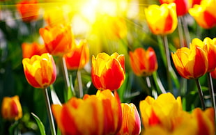 yellow-and-red tulips HD wallpaper