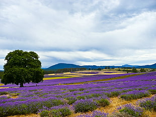 purple petaled flower field near tree and mountain cliff during daytime, lavender HD wallpaper