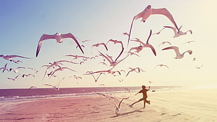 white birds, beach, seagulls, children, photography