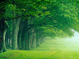 green leafed trees and green grass field painting, landscape, Lush Summer, Louisville, Kentucky