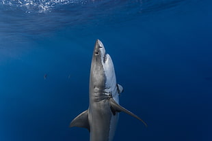great white shark, shark, sea, underwater, fish HD wallpaper