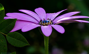 macro photo of purple petaled flower HD wallpaper