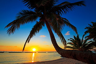 green leafed coconut tree, trees, beach, tropical, landscape