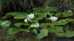 two white water lilies surrounded with lily pads HD wallpaper