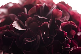 macro photography of red Hydrangea flower HD wallpaper