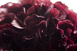 macro photography of red Hydrangea flower