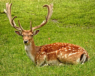 photography of brown deer on grass field HD wallpaper