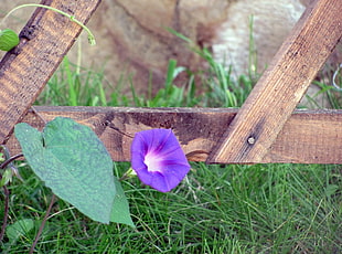 purple bindweed flower in close up photography