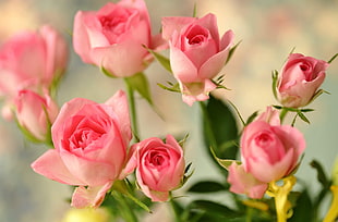 pink roses