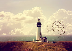 white and black lighthouse, lighthouse, birds HD wallpaper