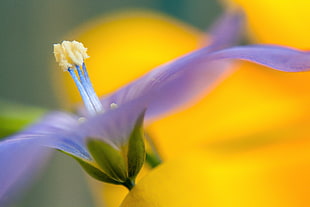 shallow focus of purple flower