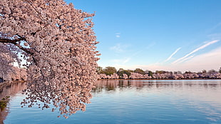 pink flowering tree, landscape, nature HD wallpaper