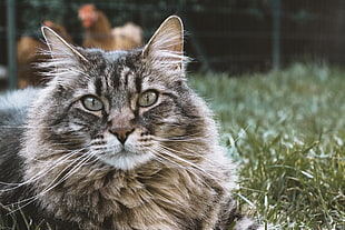 brown tabby cat, Cat, Muzzle, Fluffy