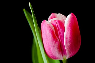 macro photography of pink Tulip flower