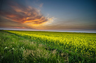 green field during sunset HD wallpaper