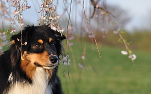 closeup photo of tricolor English shepherd dog