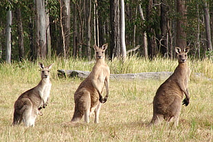 three Kangaroos HD wallpaper