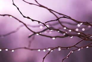 micro photography of water drops on tree branch HD wallpaper