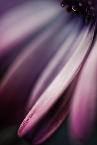 macro photography of purple flower