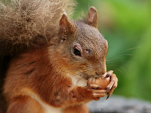 close-up photo of Squirrel eating nuts during daytime HD wallpaper