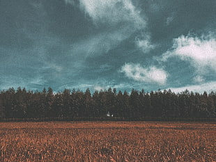 landscape photo of green trees during day time