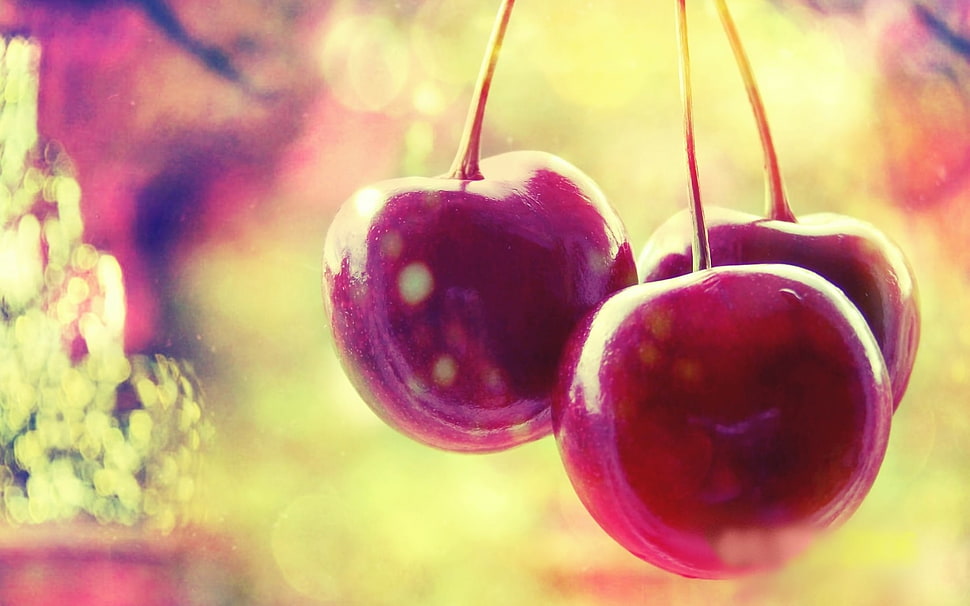 closeup photo of three cherry fruits HD wallpaper