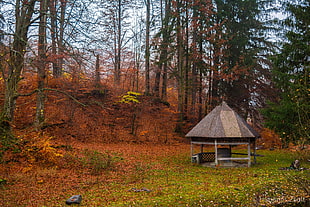 brown gazebo, forest