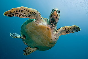 underwater photography of sea turtle swimming on the body of water HD wallpaper