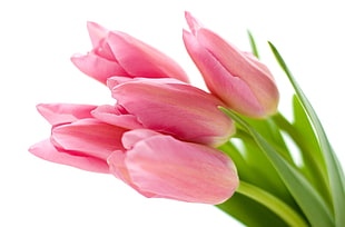 pink tulips HD wallpaper